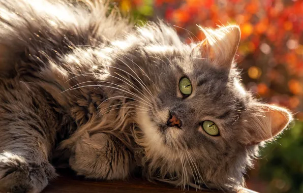 Picture autumn, cat, look, grey, background, portrait, lies, green eyes