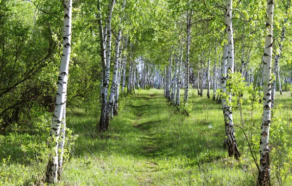 Picture forest, summer, grass, beauty, day, birch, grove
