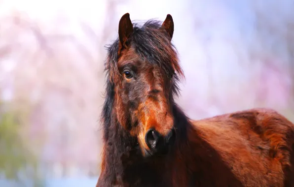 Picture background, horse, horse