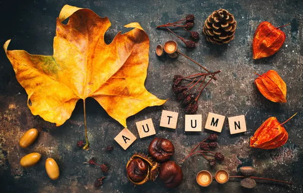 Autumn, cubes, leaf, fruit, maple leaf