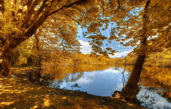 Autumn, forest, light, trees, lake, pond, Park, branch