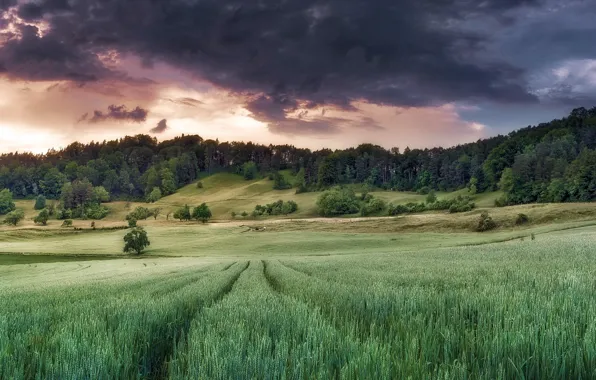 Picture field, summer, the sky, nature