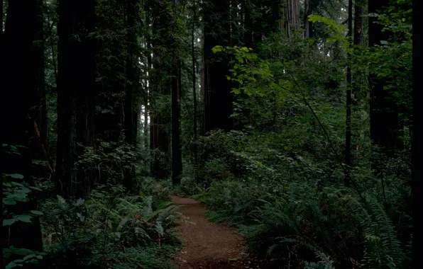 Forest, trees, nature, CA, USA, USA, path, California