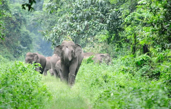 Picture forest, animals, nature, plants, jungle, forest, elephants, animals