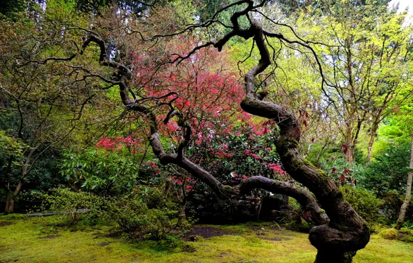 Trees, garden, Japanese, curved
