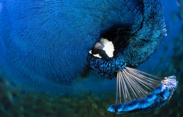 Blue, stay, bird, sleep, sleeping, peacock, crest, curled up