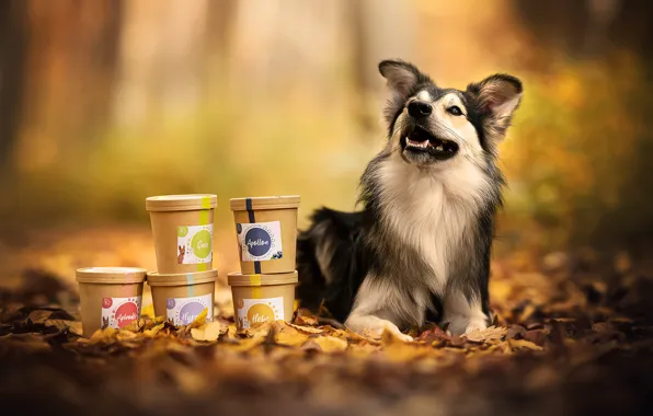 Autumn, each, dog