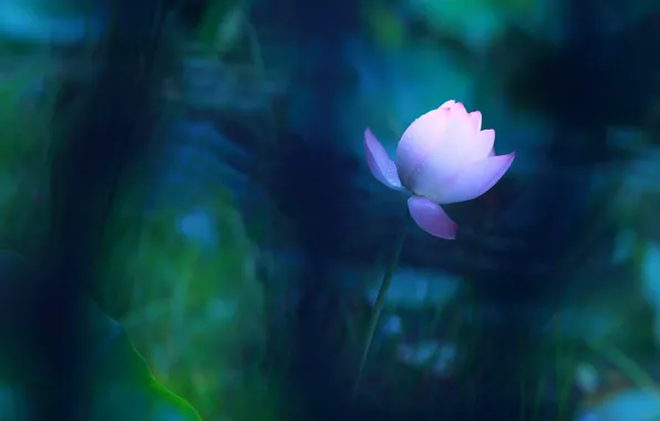 Flower, leaves, drops, flowers, blue, pond, lights, the dark background