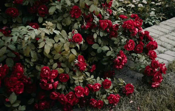 Flowers, red, roses, the bushes, rosary