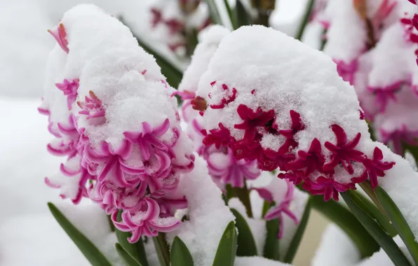Picture snow, flowers, in the snow, spring, pink, hyacinths