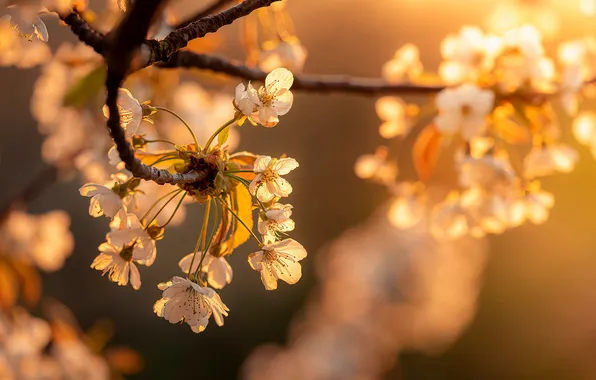 Flowers, tree, spring