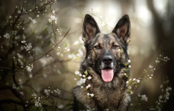 Language, look, face, flowers, branches, nature, portrait, dog