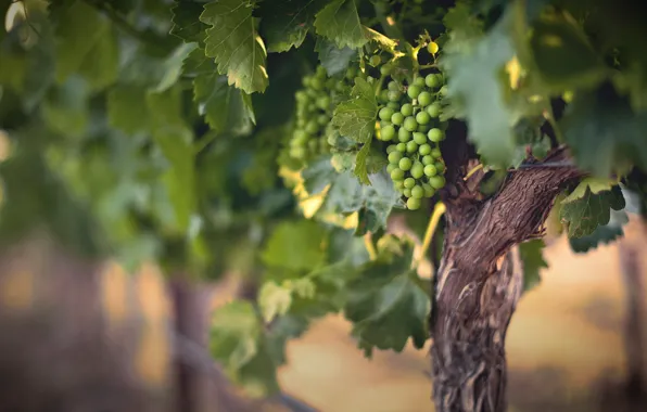 Summer, nature, Wine Grapes
