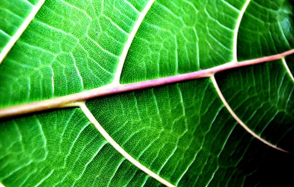Picture summer, veins, green leaf