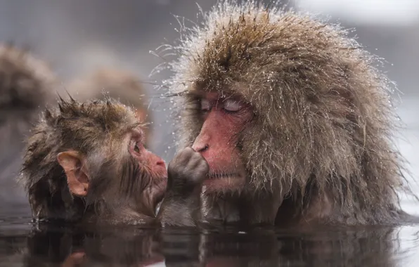 Picture animals, look, water, macaques, wool, bathing, monkey, monkey
