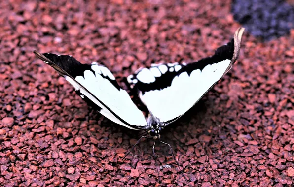 Pebbles, butterfly, wings, closeup