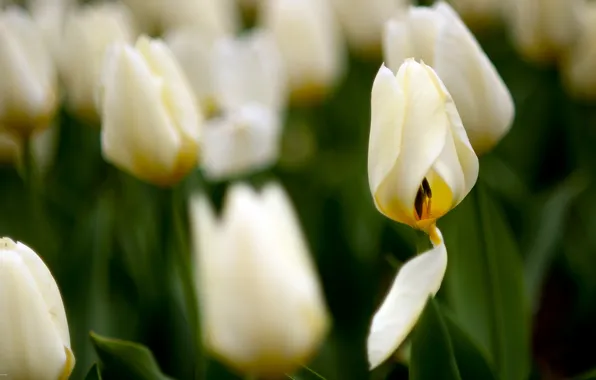Macro, nature, tulips