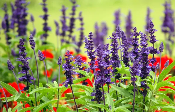 Flowers, meadow, Australia, Sydney, lavender, Royal Botanic gardens
