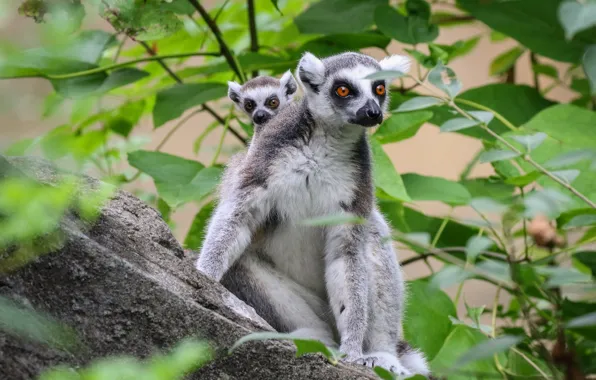 Leaves, tree, baby, lemur, lemurs, cub, mom