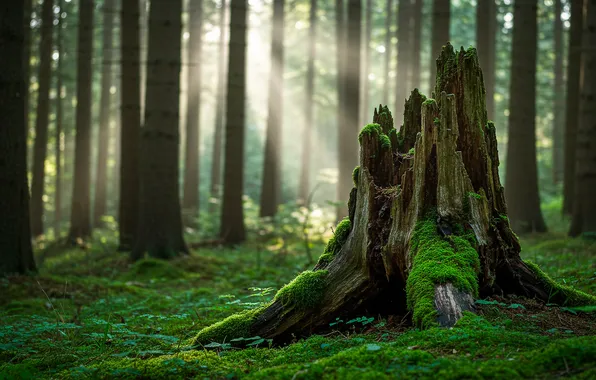Forest, grass, the sun, background, Wallpaper, moss, spring, morning