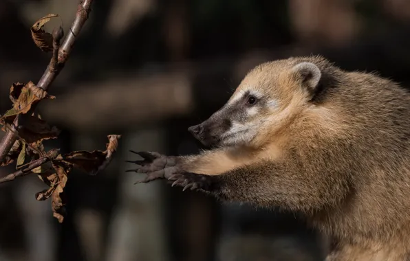 Face, leaves, branches, pose, background, paws, nose, profile