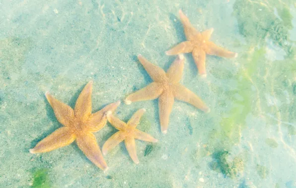 Water, starfish, The white sea