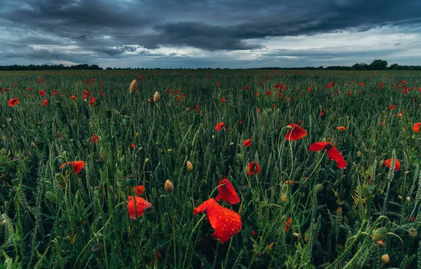 Field, summer, the sky, flowers, nature, view, Maki, dal