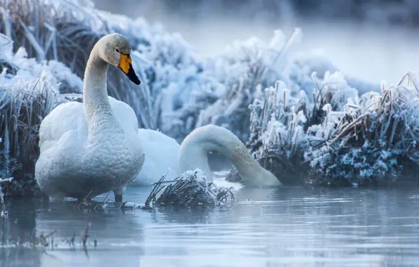 Picture winter, frost, grass, birds, pair, swans, pond