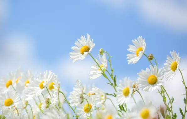 Picture the sky, background, chamomile