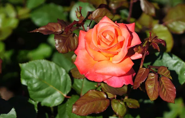 Picture roses, petals, buds