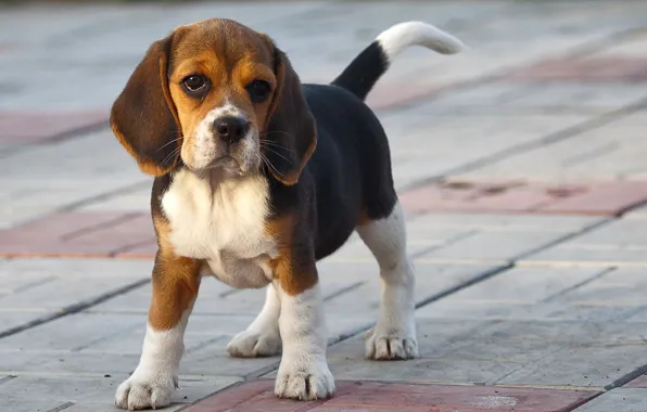 Each, dog, Beagle