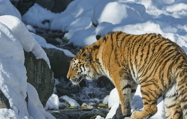 Snow, tiger, predator, wild cat