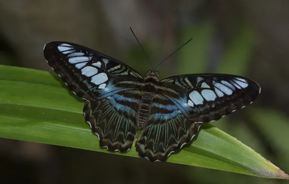 Leaves, microsemi, butterfly, wings, insect, beautiful, closeup