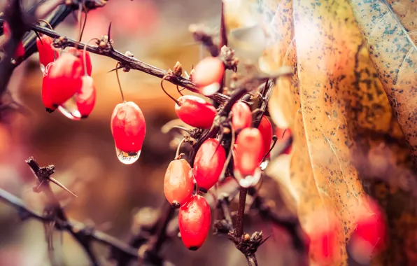 Autumn, drops, branches, berries, leaf, fruit, spikes, red