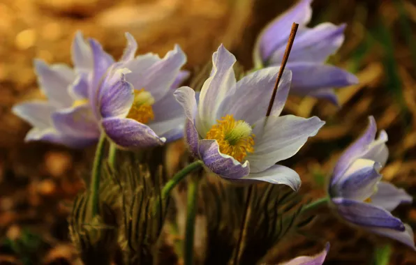 Flowers, life, mood, flowering