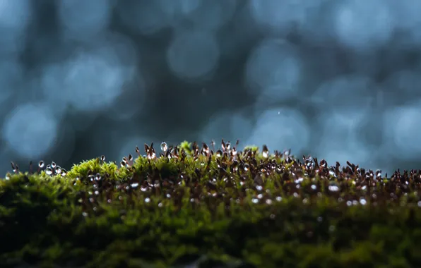 Nature, Drops, Grass, Plant, Green, Rosa, Plants, Nature