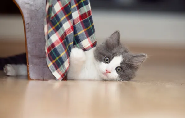 Cat, look, pose, kitty, grey, towel, baby, chair