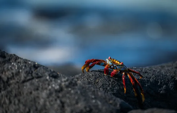 Picture sea, red, the dark background, stones, shore, crab, blur, crab