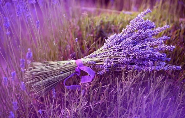 Field, flowers, nature, bouquet, tape, lavender
