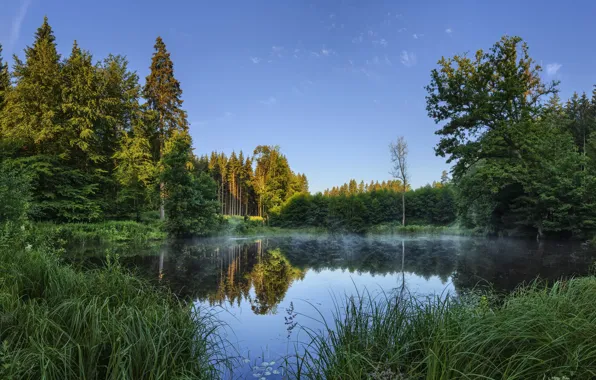 Forest, summer, lake