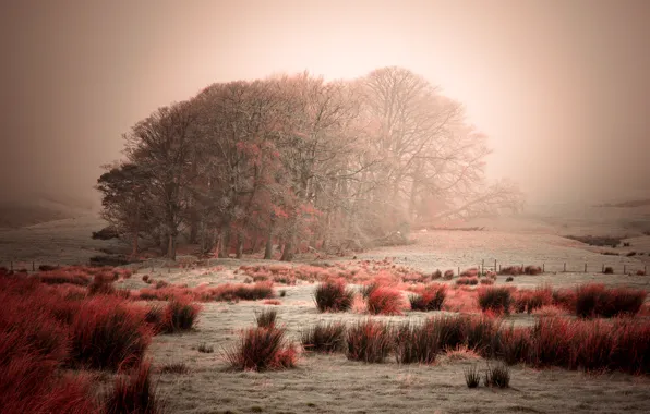 Frost, the sky, grass, trees, fog, the bushes