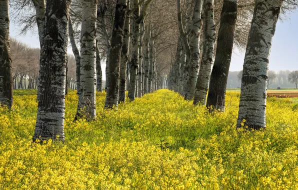 Field, trees, flowers, trunks, glade, yellow, meadow, rape