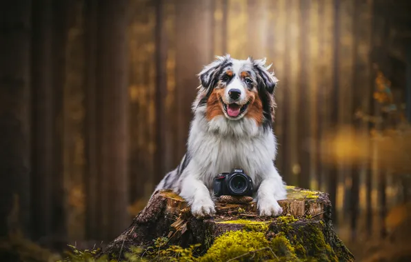 Autumn, forest, look, nature, pose, stump, dog, face