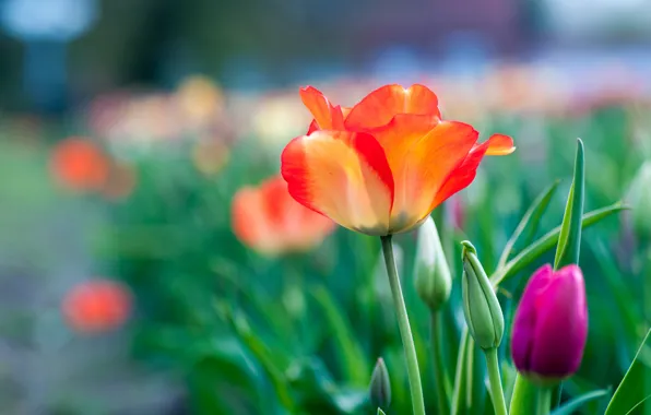 Picture greens, leaves, flowers, orange, red, background, spring, petals