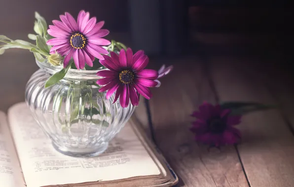 Picture glass, light, flowers, table, background, dark, Board, book