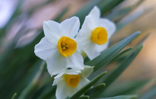 Macro, flowers, spring, white, daffodils, bokeh