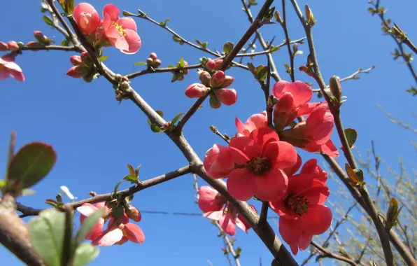 The sky, branches, quince, April, spring 2018, meduzanol ©