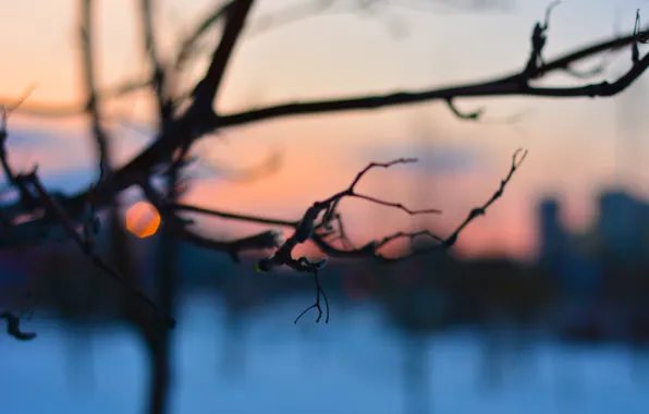 Picture winter, trees, sunset, branches, glare, branch, the evening