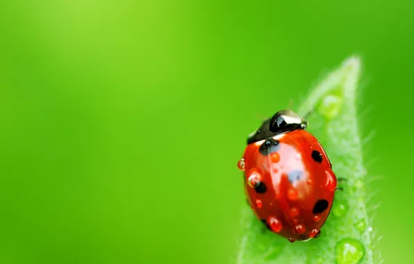 BACKGROUND, ROSA, WATER, DROPS, GREEN, INSECT, LEAF, LADYBUG