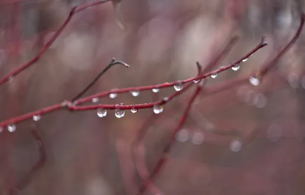 Autumn, water, drops, rain, branch